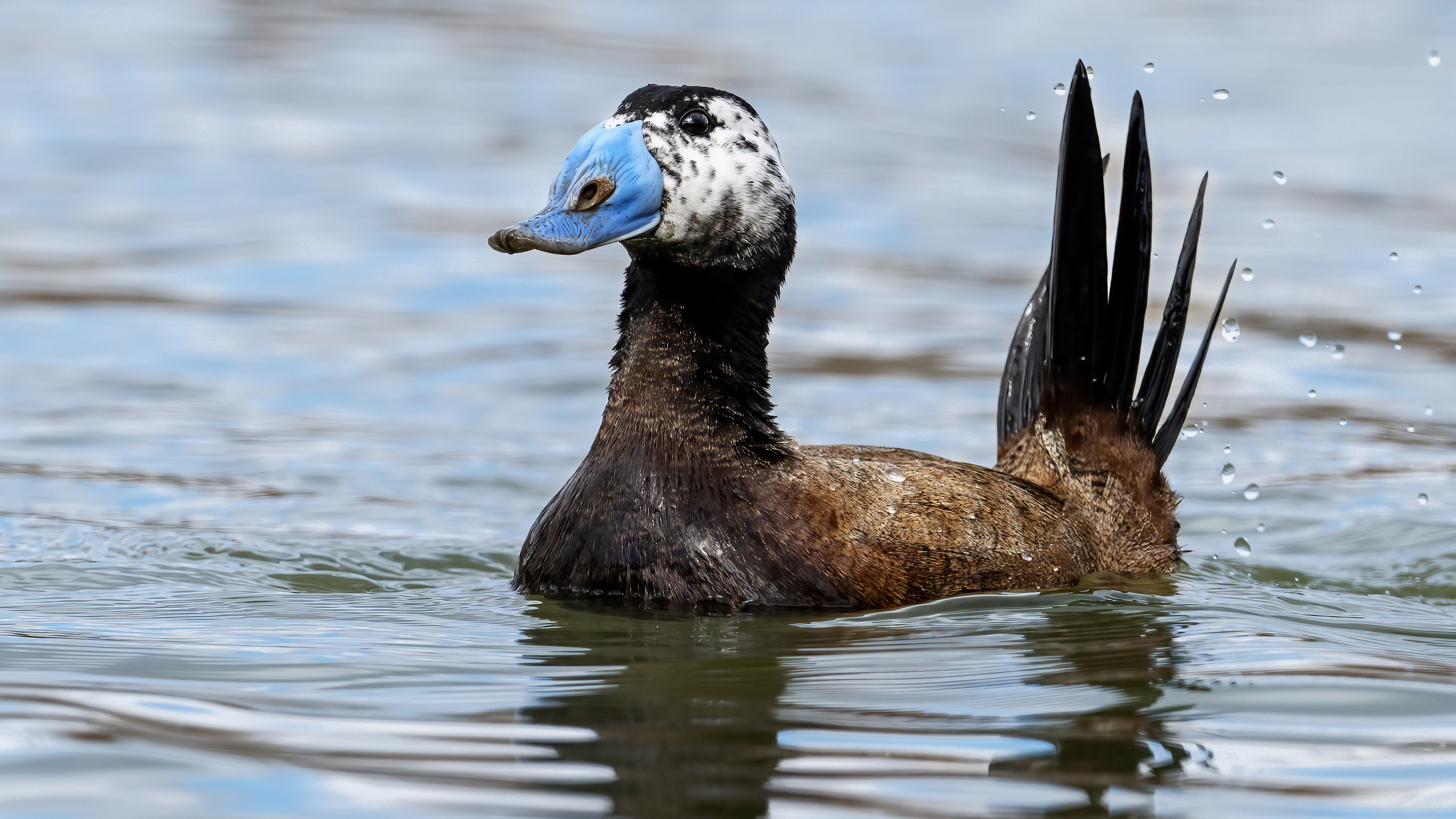 White-headed Duck